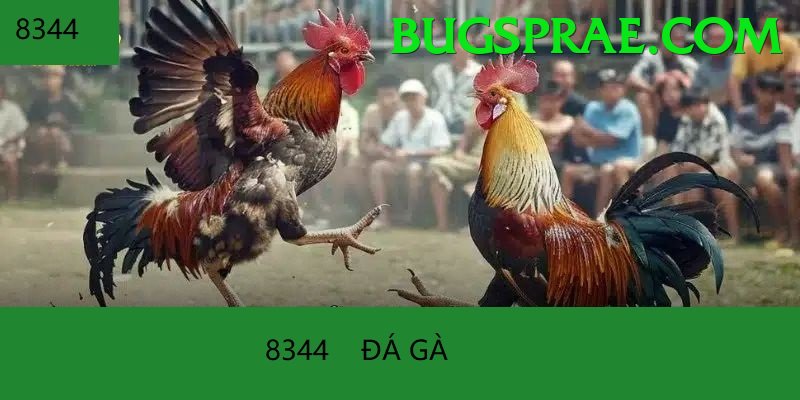 Đá Gà Trực Tiếp - 33win